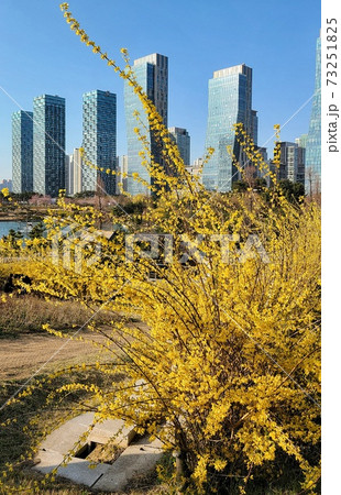 セントラルパーク 春 花 73251825