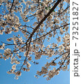 桜 春 万 73251827