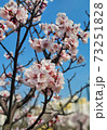 桜 春 万 73251828