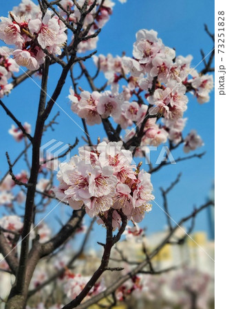 桜 春 万 73251828