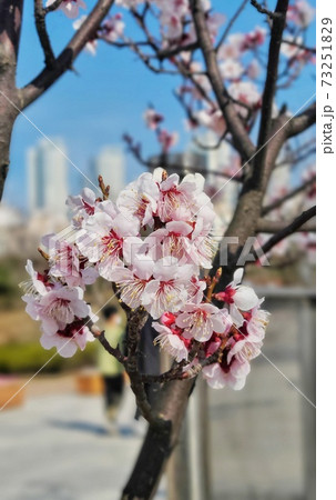 桜 春 万 73251829