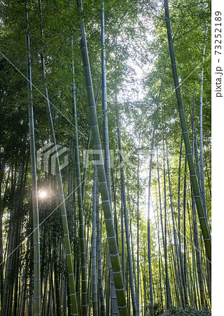 京都高台寺の風景 京都高台寺の風景 73252189