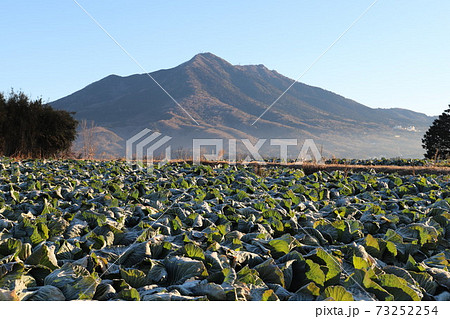 広大なキャベツ畑と筑波山 広大なキャベツ畑と筑波山 73252254