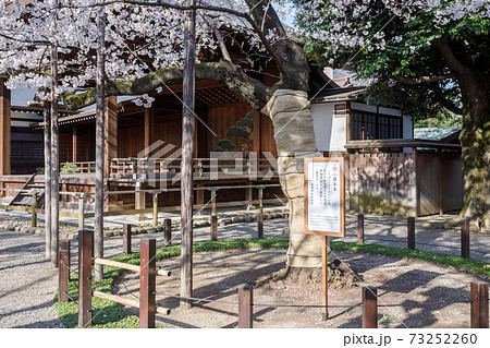 桜の標本木 73252260