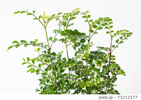 白背景の観葉植物 シマトネリコ トネリコ の写真素材