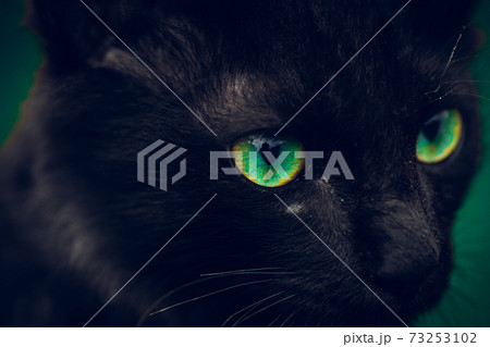 Black cat with vibrant green eyes pops in the dark, young small cat eyes sharp focused in front, intence looking angry closeup face only macro photo, like a charming devil's vision. Black cat with vibrant green eyes pops in the dark, young small cat eyes sharp focused in front, intence looking angry closeup face only macro photo, like a charming devil's vision. 73253102