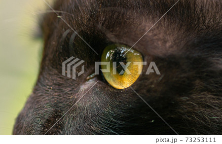 Dark brown ferocious looking yellow eyes close up macro photograph, detailed pupils of a cat's eye side view, sharp focus on the target. 73253111