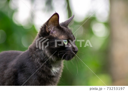 The dark furry Young cat stares forward intensely, soft out of focus green background. The dark furry Young cat stares forward intensely, soft out of focus green background. 73253197