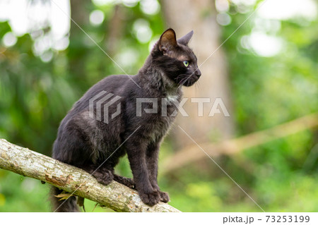 The dark furry Young cat crouched on a branch, admiring the nature view, soft out of focus green background. The dark furry Young cat crouched on a branch, admiring the nature view, soft out of focus green background. 73253199