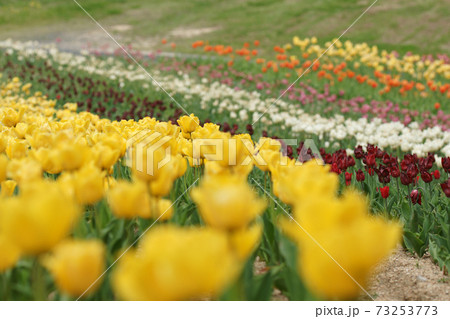 四季の散歩　春　ドイツの森 73253773