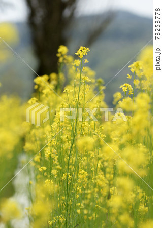 四季の散歩　春　ドイツの森 73253778