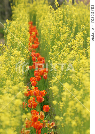 四季の散歩　春　ドイツの森 73253783