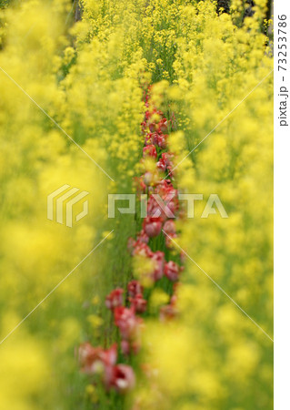 四季の散歩　春　ドイツの森 73253786