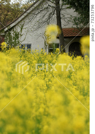 四季の散歩　春　ドイツの森 73253796