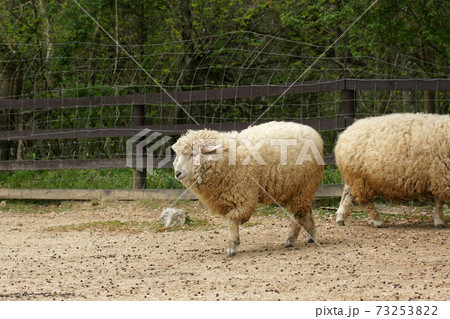 四季の散歩 春 ドイツの森 四季の散歩 春 ドイツの森 73253822