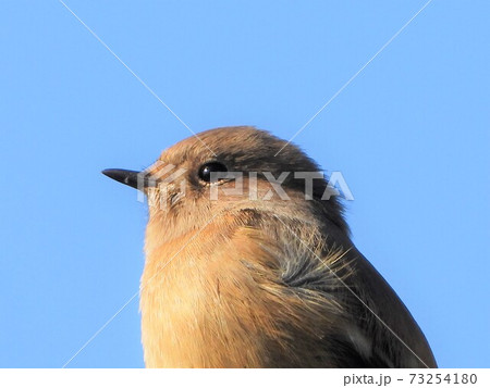 どこからともなく来て目の前に止まった可愛いくて綺麗な野鳥 どこからともなく来て目の前に止まった可愛いくて綺麗な野鳥 73254180