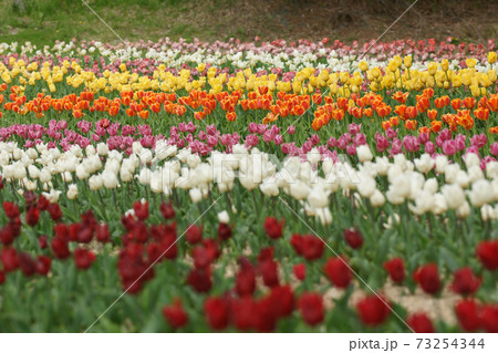 四季の散歩　春　ドイツの森 73254344