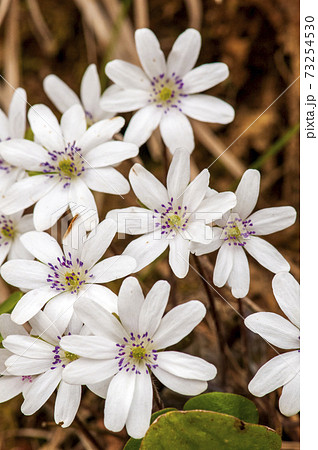 茅葺の里越後荻野島集落の民家の庭に自生する雪割草 73254530