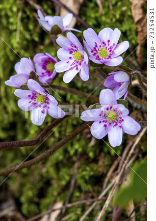茅葺の里越後荻野島集落の民家の庭に自生する雪割草 73254531
