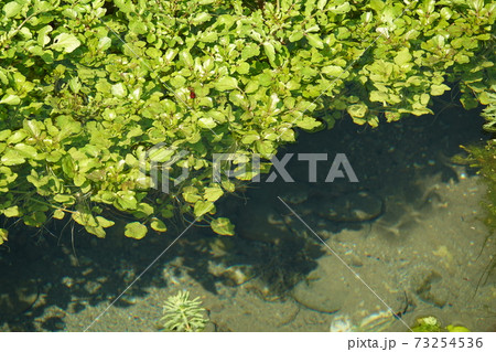 水草 73254536