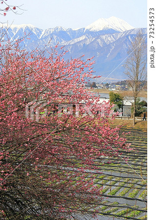 【長野県】わさび田と紅梅 【長野県】わさび田と紅梅 73254573