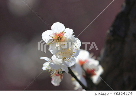梅の白梅 73254574