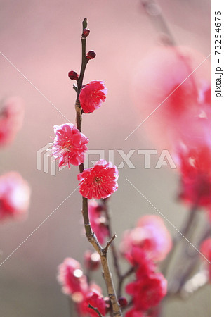 梅園　紅梅のクローズアップ　 73254676