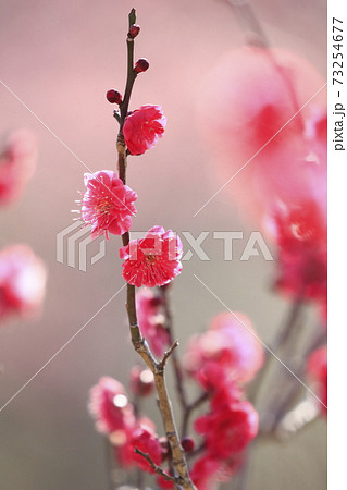 梅園 紅梅のクローズアップ 梅園 紅梅のクローズアップ 73254677