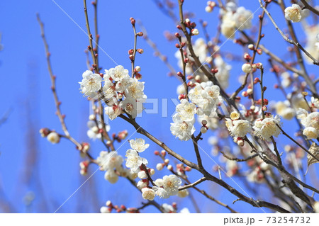 梅園　白梅と青空 73254732
