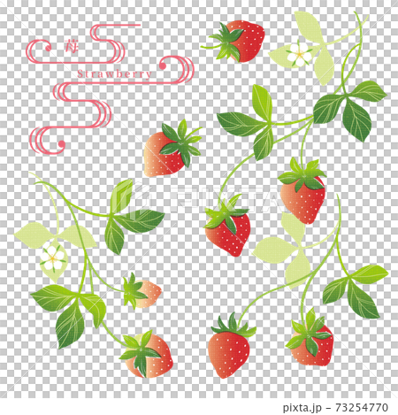 イチゴのイラスト/手ぬぐい風/和柄 イチゴのイラスト/手ぬぐい風/和柄 73254770