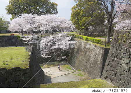 熊本城竹の丸からの駆け上がり石垣と桜 73254972