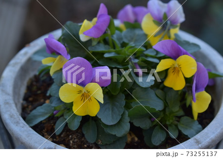 黄色と紫のパンジー鉢植えの写真素材