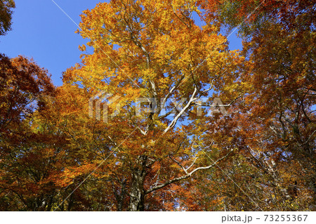 秋のブナ林 73255367