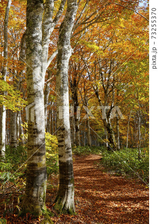 秋のブナ林 73255370