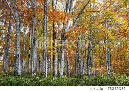 秋のブナ林 秋のブナ林 73255385