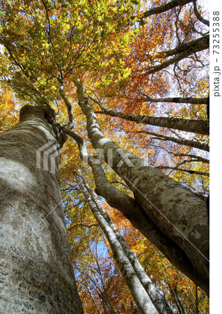 秋のブナ林 73255388
