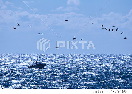 船と海鳥 船と海鳥 73256690