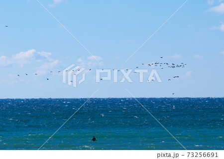 海鵜を眺める 海鵜を眺める 73256691