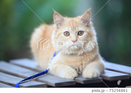 Persian kitten, 4-5 months old, in front of nature  background 73256861