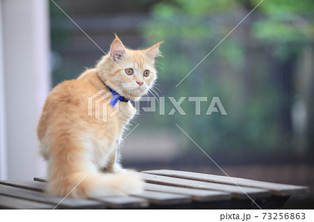 Persian kitten, 4-5 months old, in front of nature  background 73256863