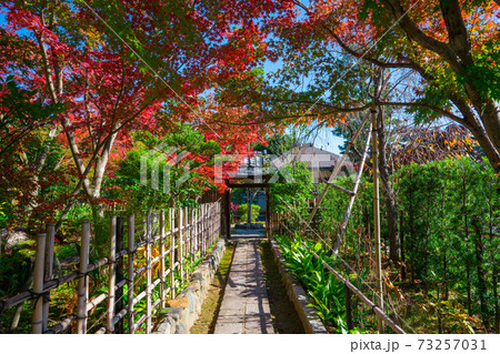 京都　妙心寺の塔頭寺院　大法院の紅葉　　　　　　 73257031