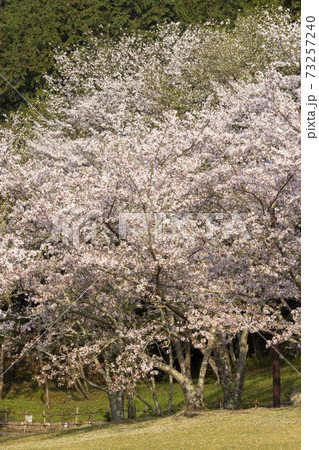 春の公園 春の公園 73257240