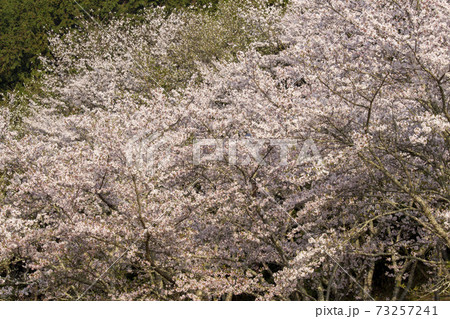 真備の春 真備の春 73257241