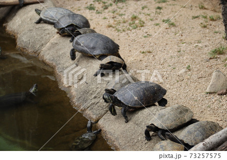 一列に並んだ亀 73257575