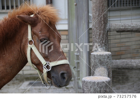 ポニーの横顔 73257576