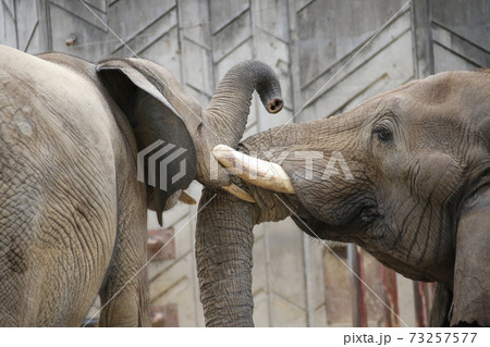 じゃれ合う象 73257577