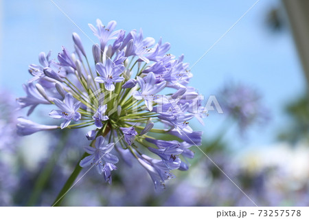 まんまるアガパンサス 73257578