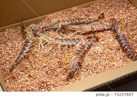 おがくずの中で生きている、長崎県の養殖車エビ　 73257607