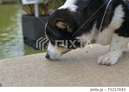 散歩中に水際のコンクリートの上で匂いを嗅ぐ黒いコーギー犬の写真素材