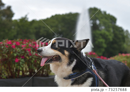緑と噴水と赤い花を背景に左向きで舌を出して前方を見つめる黒いコーギー犬2の写真素材
